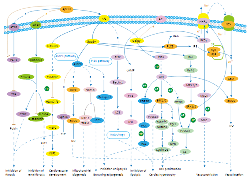 Apelin Signaling Pathway Detection Service