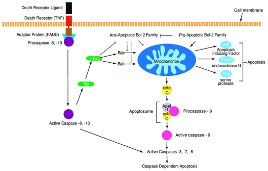 Apoptosis Cytokines Assay