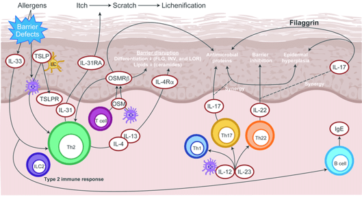 Atopic Dermatitis Cytokines Assay