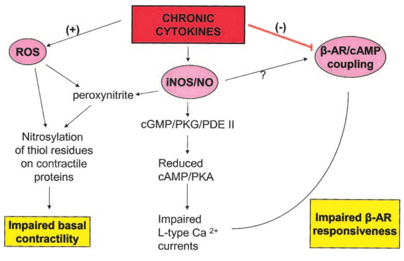 Cardiovascular Disease Biomarker Assay