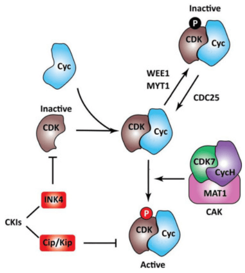 cdk-signaling-pathway-detection-service-1.png