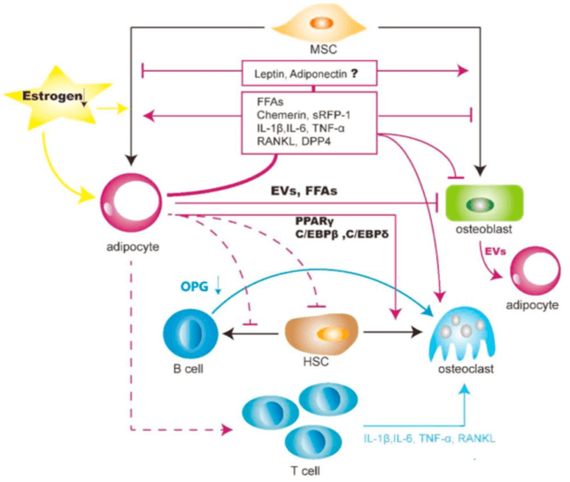 chemerin signaling pathway detection service