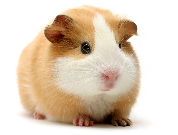 Customized Guinea Pig Cytokine Assay