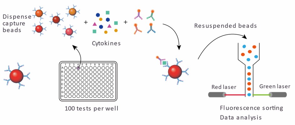 Luminex Cytokine Panel