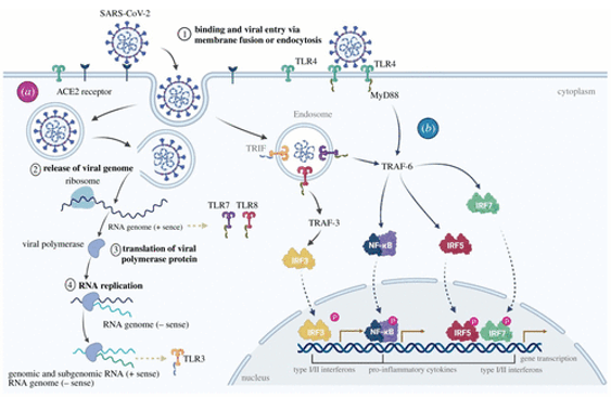 Cytokine Storm Assays