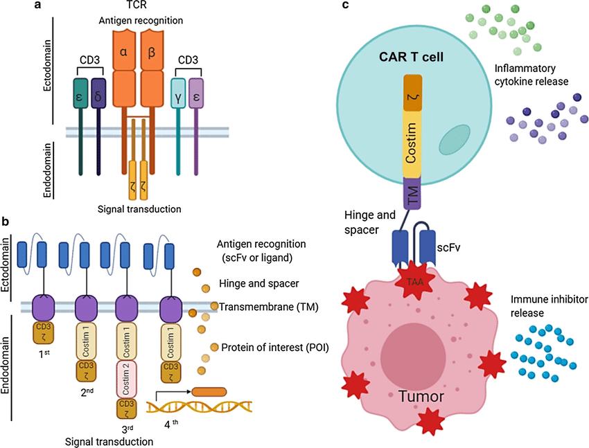 Cytokines in CAR-T Development