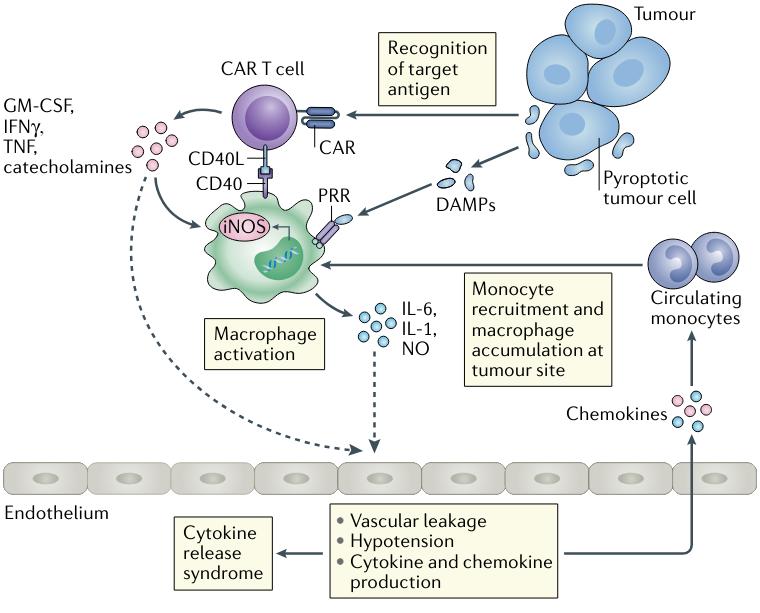 Working model of the pathophysiological mechanisms of CRS