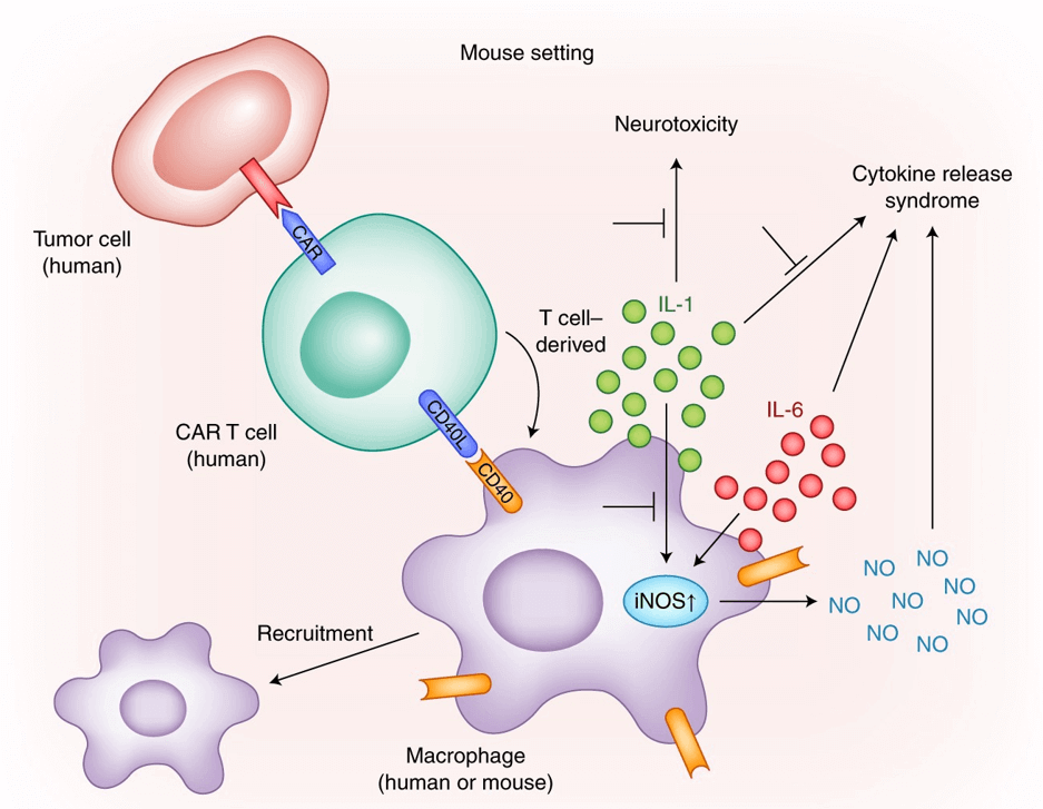 Modeling CRS after CAR T cell transfer in mice