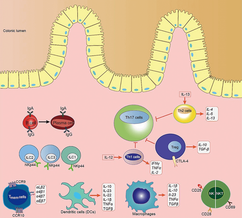 The disturbance of the immune cell on the progression of IBD