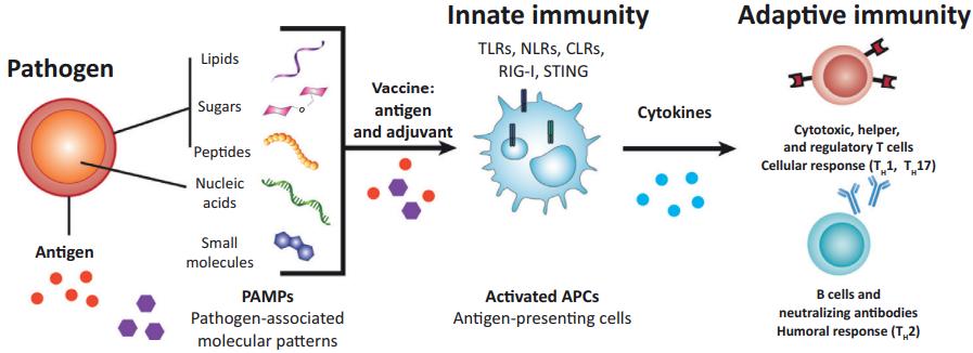 Overview of Innate and Adaptive Immune Activation by a Pathogen