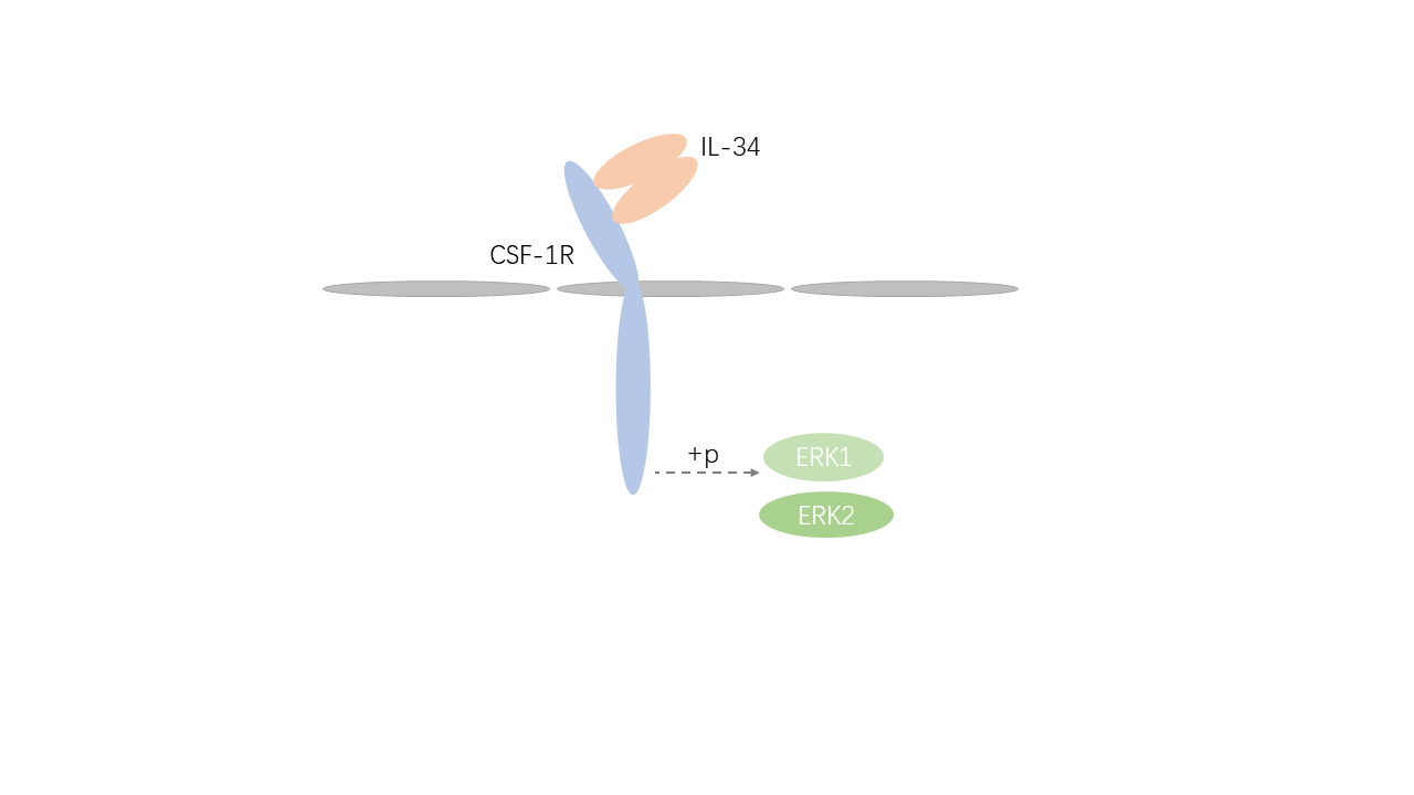 Mechanism of Signaling