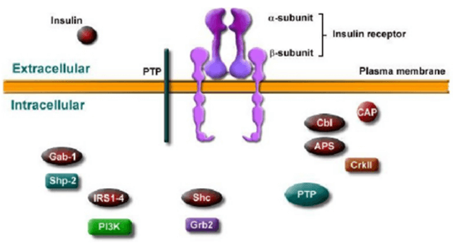 Diabetes signaling pathway detection service