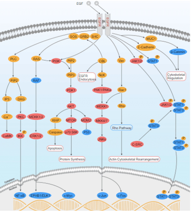 EGF/EGFR signaling pathway detection service