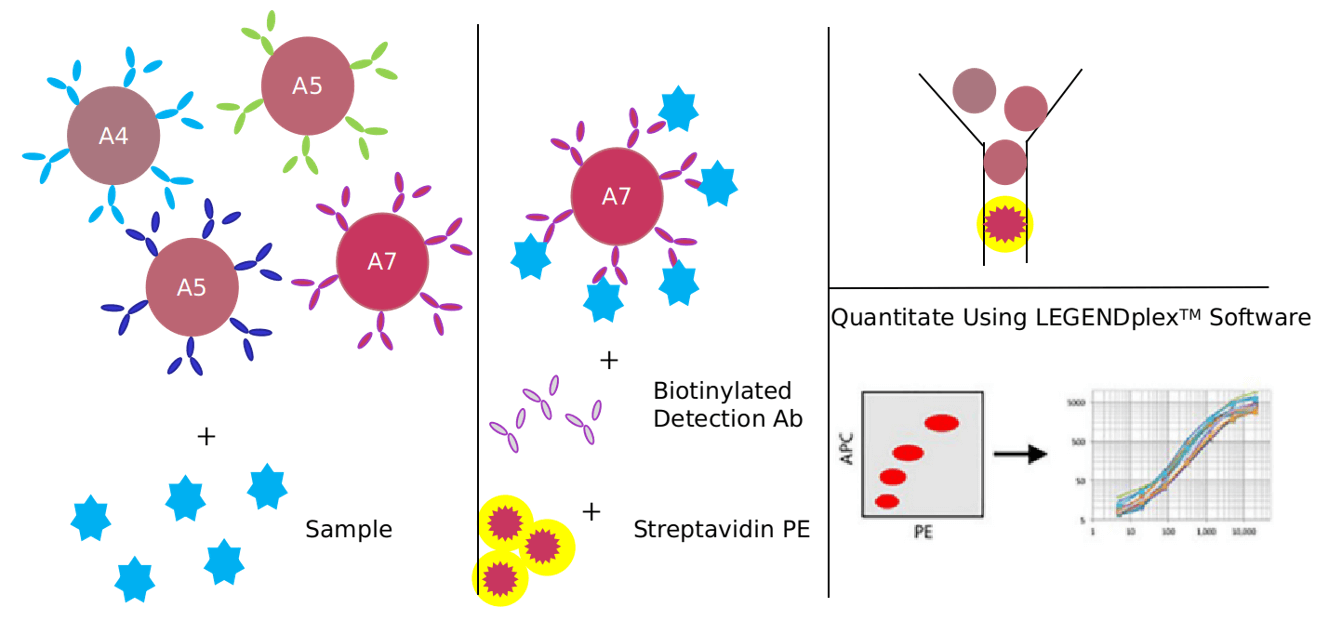 Advantages of EGF/EGFR signaling pathway detection