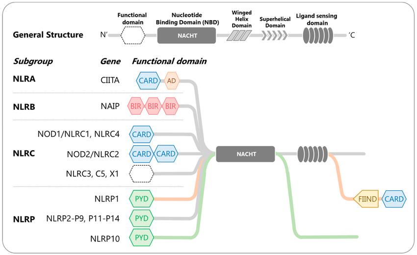 Human NOD-like receptors (NLRs)-classification and domain organization