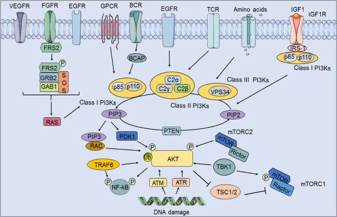 Upstream activation of the PI3K/Akt signaling pathway