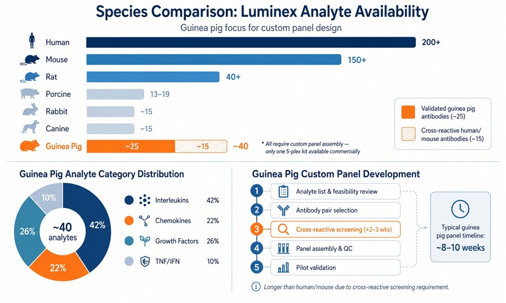 Species comparison infographic showing guinea pig Luminex analyte availability versus other research species, with category breakdown and custom panel development process for guinea pig studies.