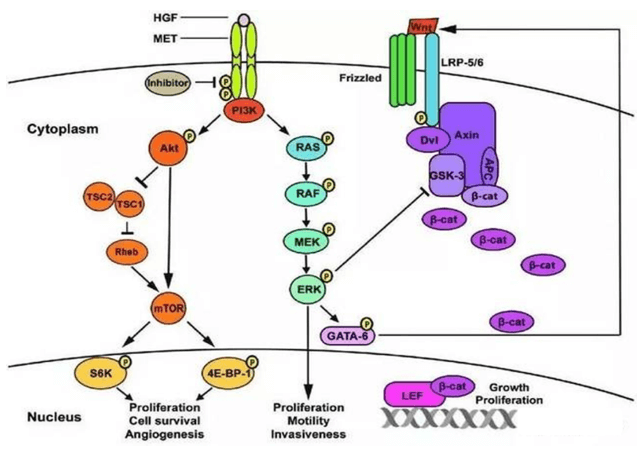 Hepatocyte Growth Factor (HGF) Adiponectin Signaling Pathway Detection Service