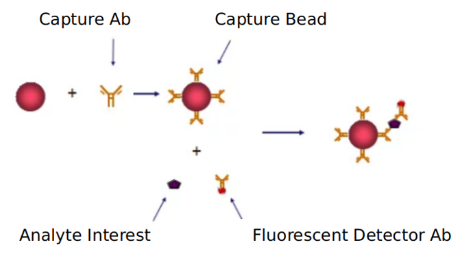 Advantages of HGF signaling pathway detection