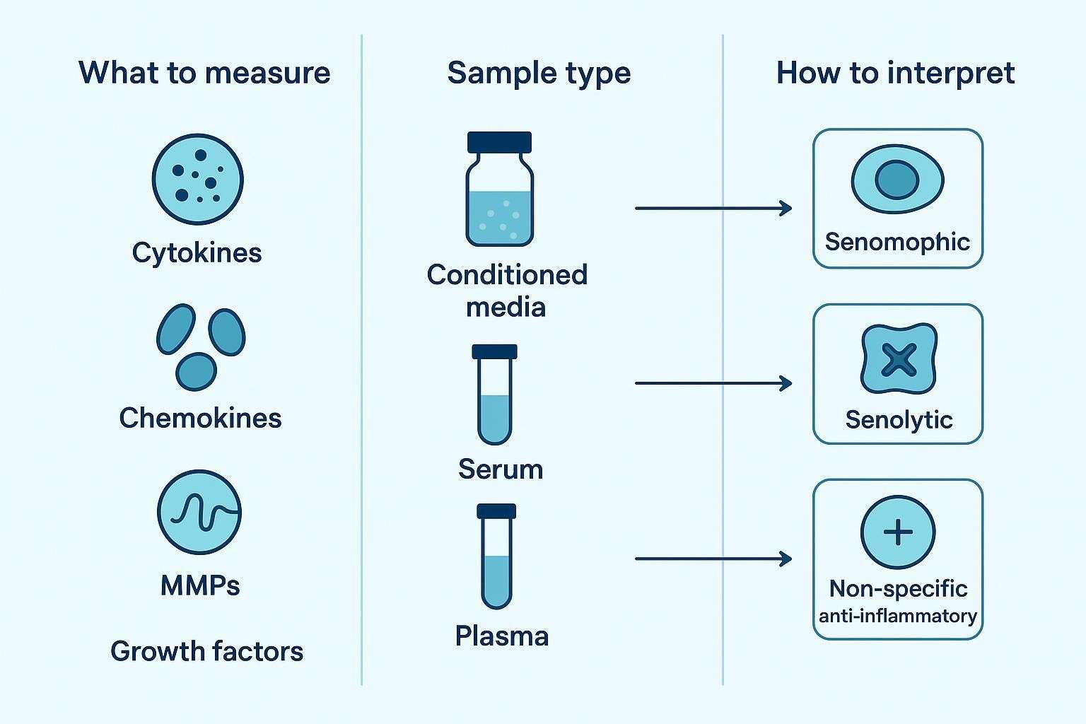 Infographic overview of SASP measurement decisions: what to measure, which sample type, and how to interpret changes