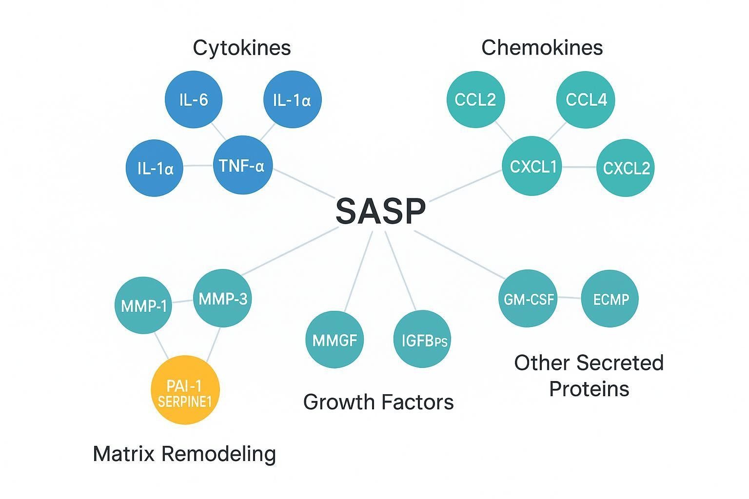 Annotated biomarker map grouping SASP cytokines, chemokines, proteases, growth factors, and other secreted proteins