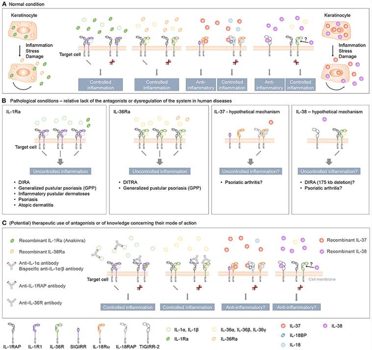 Human Cytokines in Immunology, Inflammation, Cancer, Infectious Diseases, and Autoimmune Research