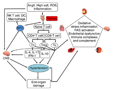 Hypertension Cytokines Assay