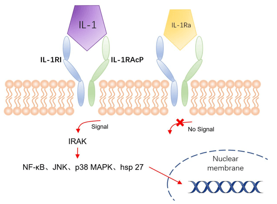 IL-1 Detection Service