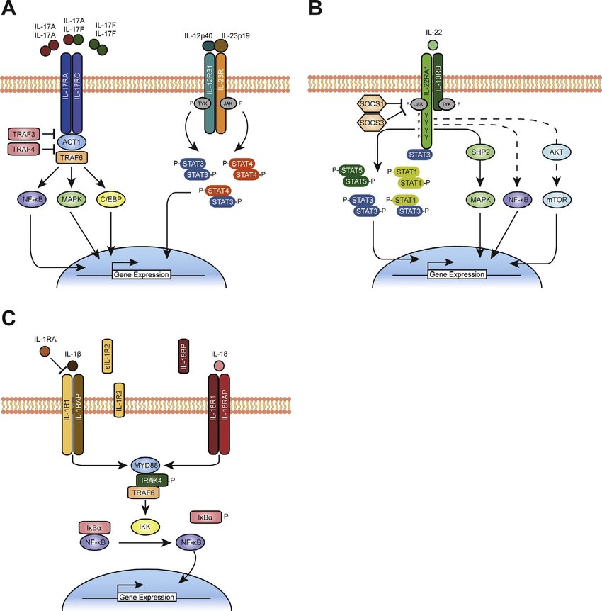 Signaling pathways of Th17-cell associated cytokines, and IL-1 and IL-18