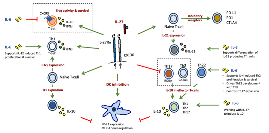 Immunomodulatory Cytokines Assay