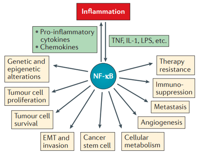 Roles of NF-kB in cancer