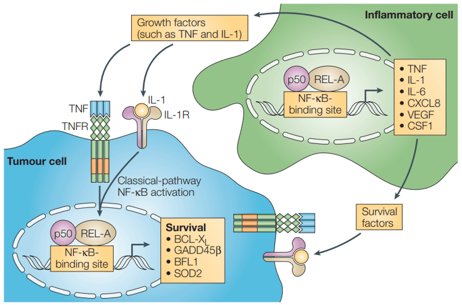 Nuclear factor-kB has various tumour-promoting functions depending on the cell type in which it is activated