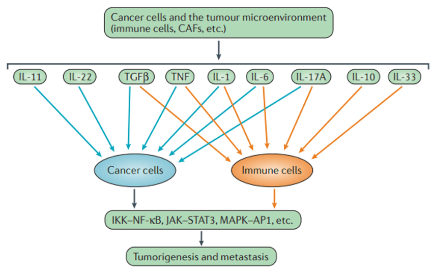 Mode of action of cytokines on cancer and immune cells