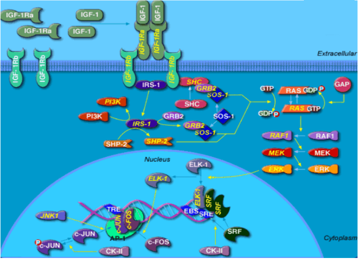 Insulin-like Growth Factors-1(IGF-1) Signaling Pathway Detection Service