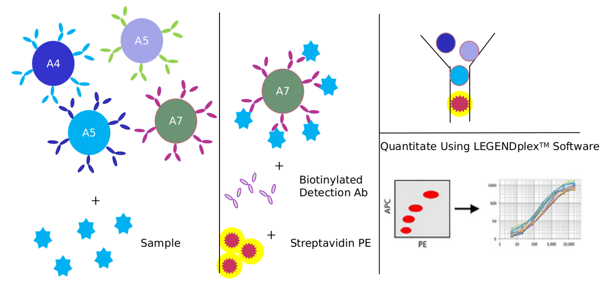 Advantages of IGF-1 signaling pathway detection