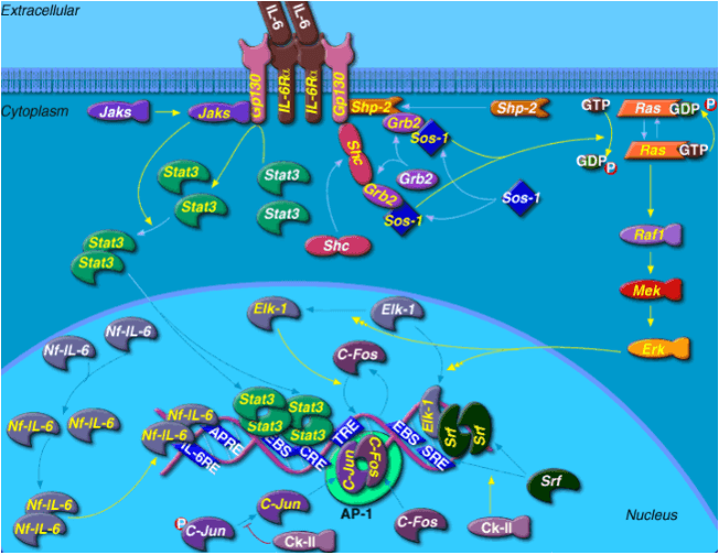 Interleukin-6 (IL-6) Signaling Pathway Detection Service