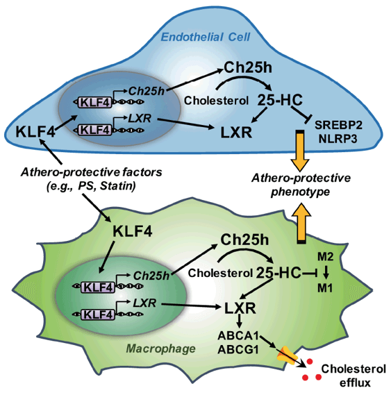 KLF4 signaling pathway Detection Service