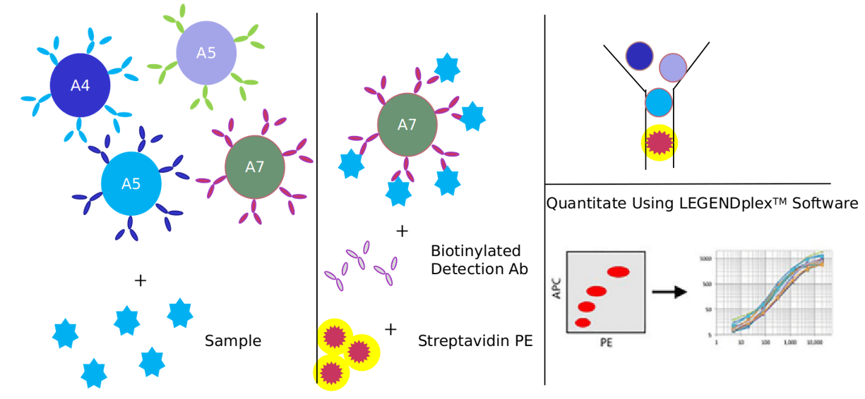 Advantages of KLF4 signaling pathway detection