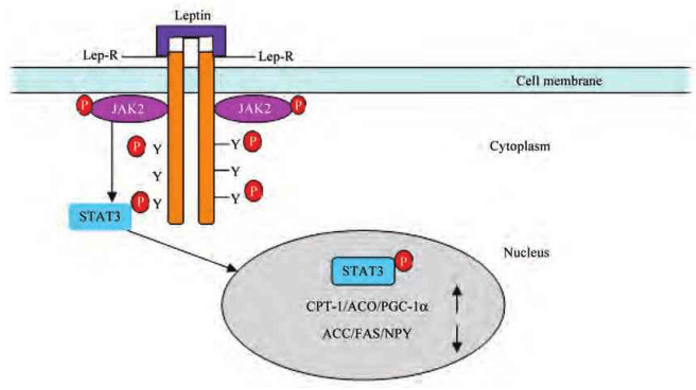 Lipocalin-2(LCN2) Signaling Pathway Detection Service