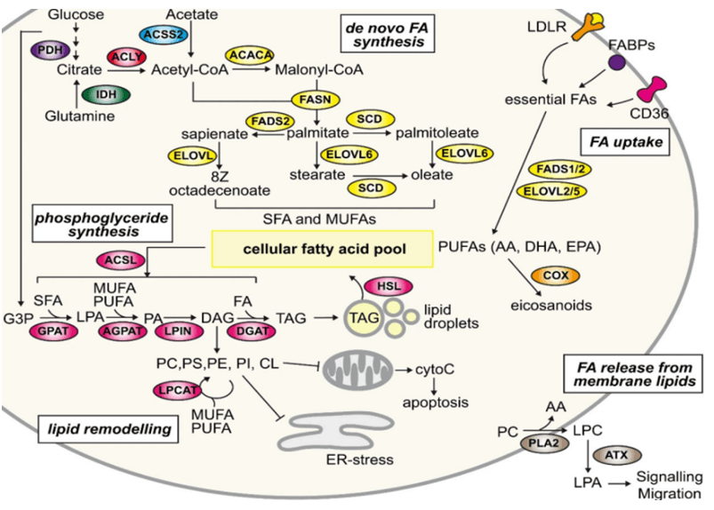 lipid metabolism signaling pathway detection service