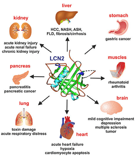 Lipocalin-2(LCN2) Signaling Pathway Detection Service