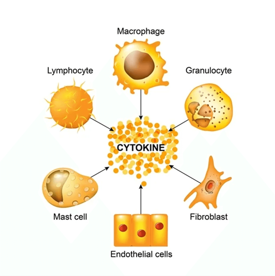 List of Cytokines - Sources, Targets and Functions