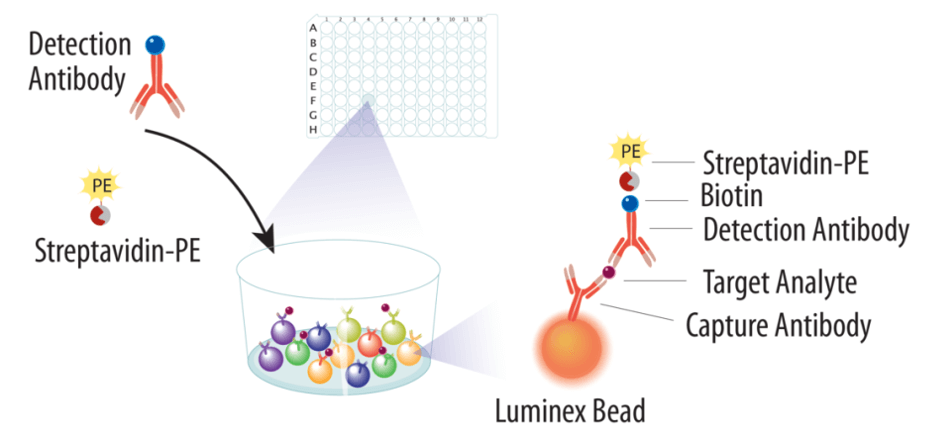 Luminex Cytokine Detection Service