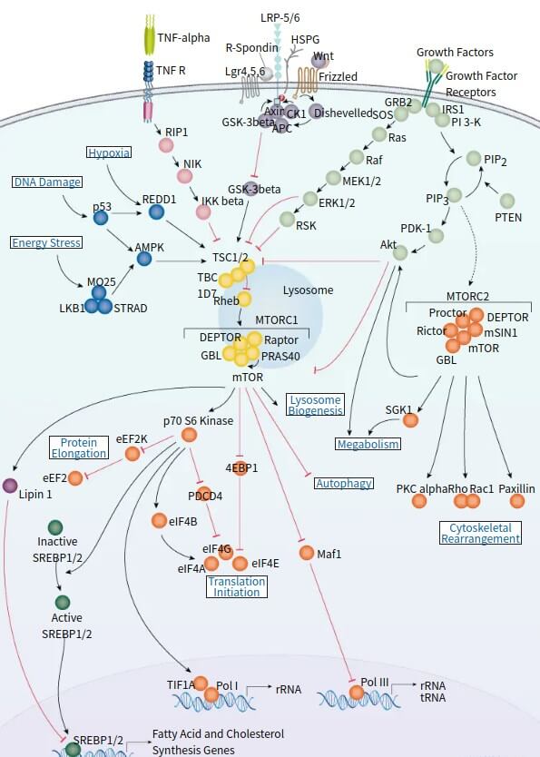 mTOR Signaling Pathway Detection Service