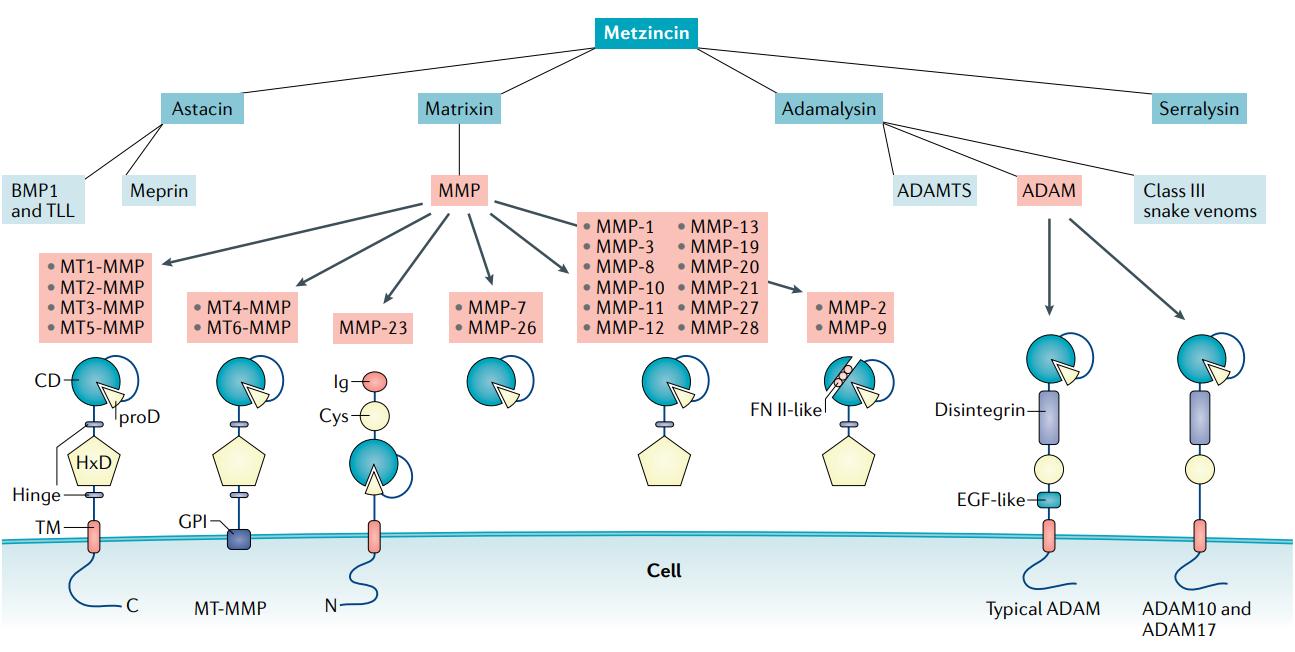 The metzincin family of zinc proteases.