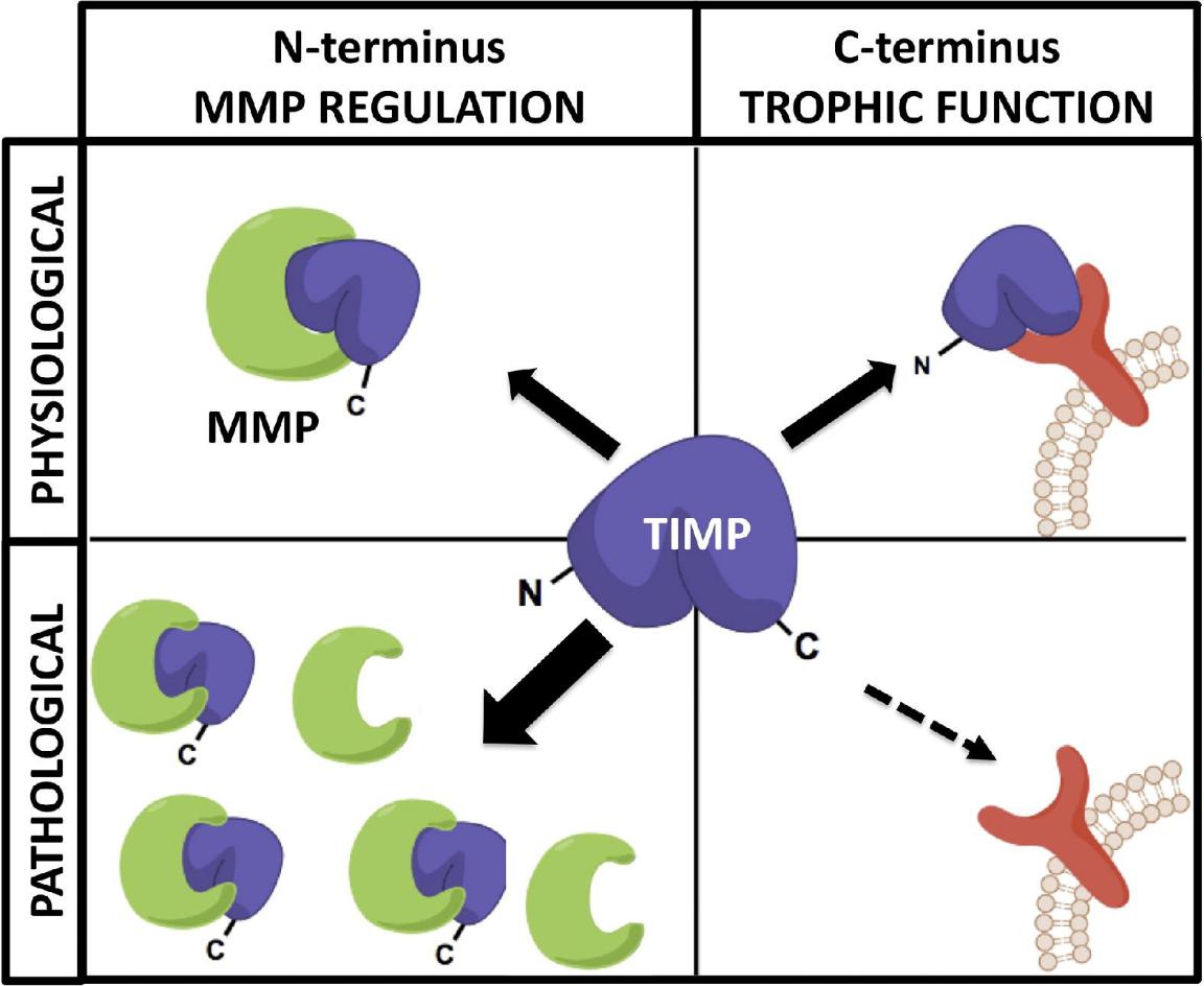 Diagram showing how TIMPs inhibit MMPs and signal via receptors under normal conditions, with disrupted balance and reduced signaling under pathological MMP overexpression.