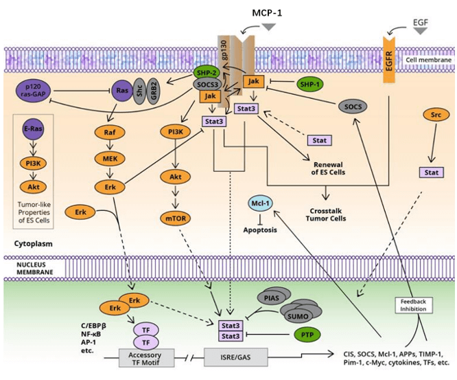 Monocyte-Chemotactic-Protein-1(MCP-1) Signaling Pathway Detection Service