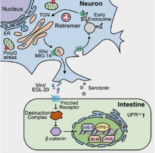 Nerve Growth Factor (NGF) Signaling Pathway Detection Service