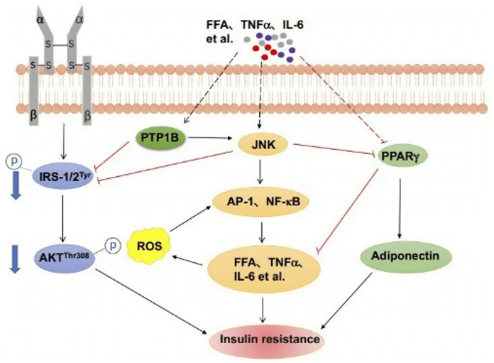 Warburg effect signaling pathway detection service