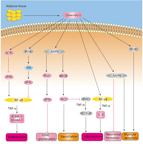 Omentin Signaling Pathway Detection Service